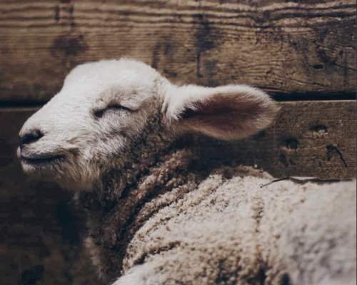 Yeshayah (Isaiah) 53 - "What No Man or Animal Could Do"