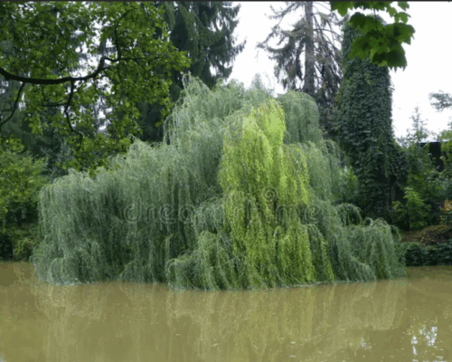 Tehillim (Psalms) 6 - "He Never Leaves Nor Forsakes"