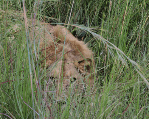 Tehillim (Psalms) 16 & 17 - ”I Have No Good Besides You” & “A Plea For Protection”