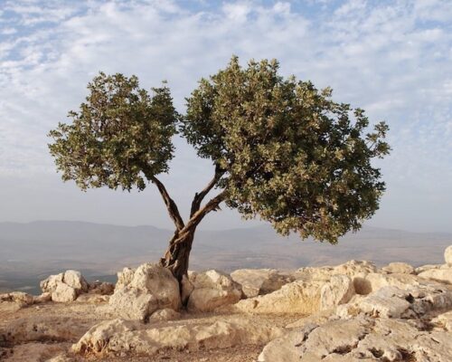 Yirmeyahu (Jeremiah) 11 - “WARNING - You will be hated & killed because of Me (Elohim)!"